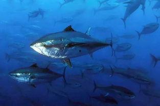 超级鱼类：蓝鳍金枪鱼,揭秘蓝鳍金枪鱼的超级进化之谜